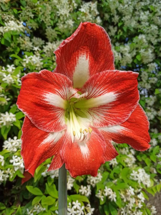 Amaryllis Case Vacanza Romito Magra Extérieur photo